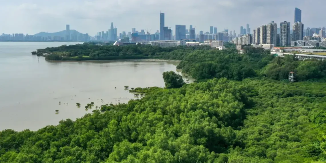 Óriási erőfeszítéseket tesz Kína a mangrove-erdőkért