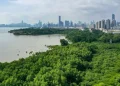 Óriási erőfeszítéseket tesz Kína a mangrove-erdőkért