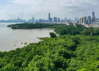 Óriási erőfeszítéseket tesz Kína a mangrove-erdőkért