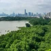 Óriási erőfeszítéseket tesz Kína a mangrove-erdőkért