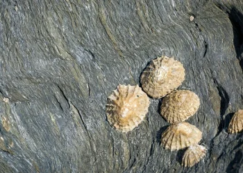 A dinoszauruszoknál is ősibb leletek kerültek elő