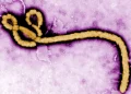 Áttörés az Ebola elleni küzdelemben