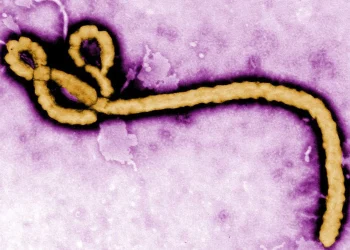 Áttörés az Ebola elleni küzdelemben