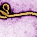 Áttörés az Ebola elleni küzdelemben