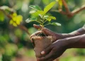 Faültetési verseny indul Dél-Afrika és Etiópia között?