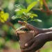 Faültetési verseny indul Dél-Afrika és Etiópia között?