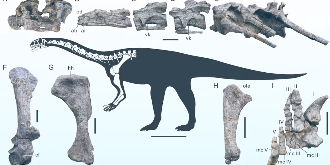 Őslénytani szenzáció: 200 millió éves dinoszaurusz Kínában