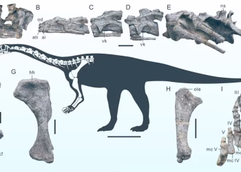 Őslénytani szenzáció: 200 millió éves dinoszaurusz Kínában