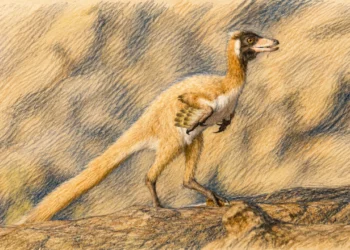 Argentína apró dinoszaurusza átírhatja az evolúciót